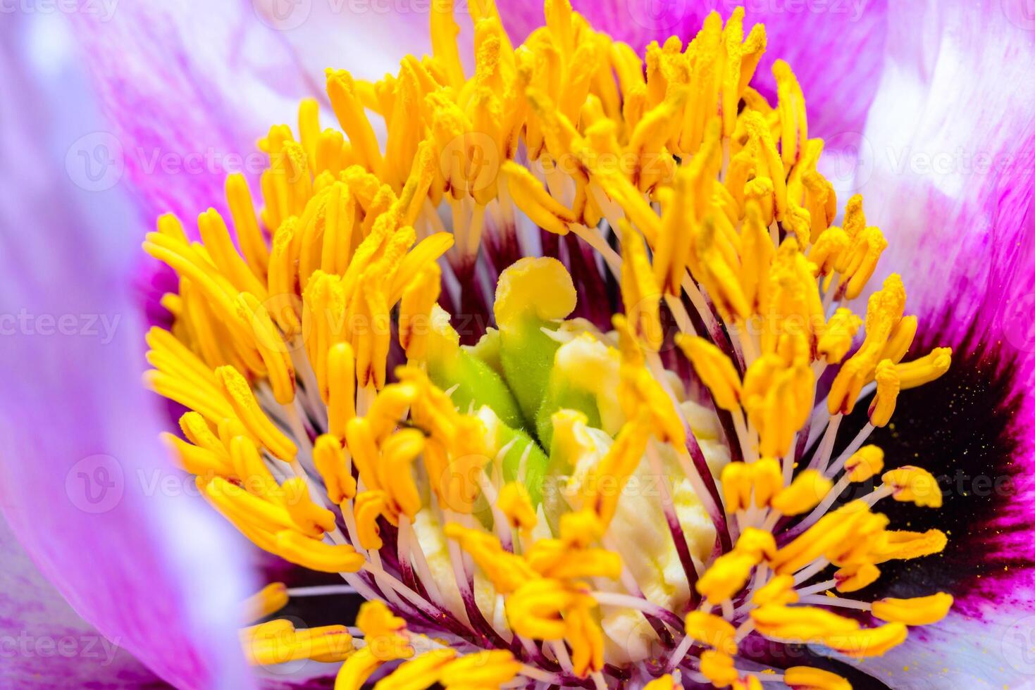 Close-up of yellow stamens and pistil of a tree peony photo