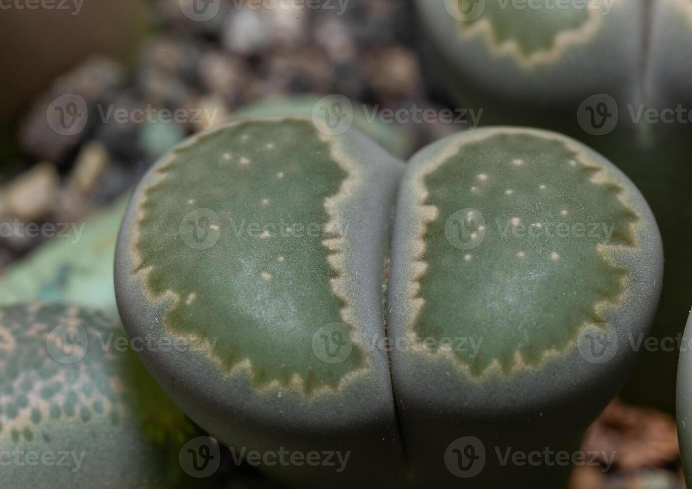 Mesembs Lithops salicola South African plant from Namibia photo