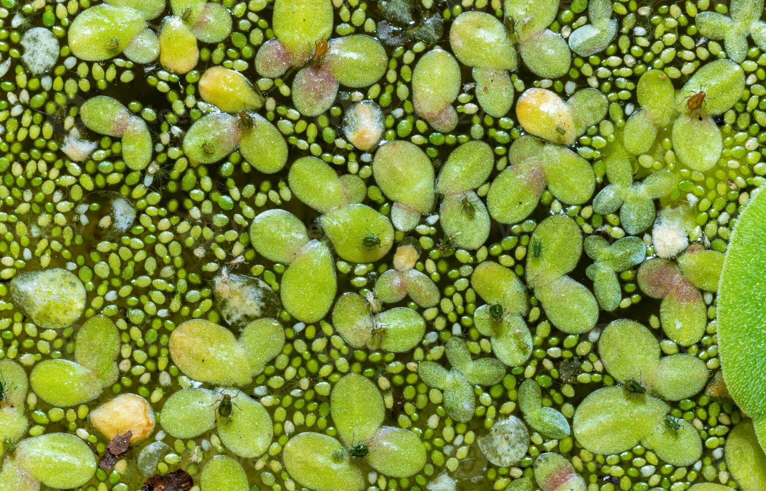 Small green aphids on Spotless watermeal Wolffia arrhiza, duckweed Lemna turionifera photo