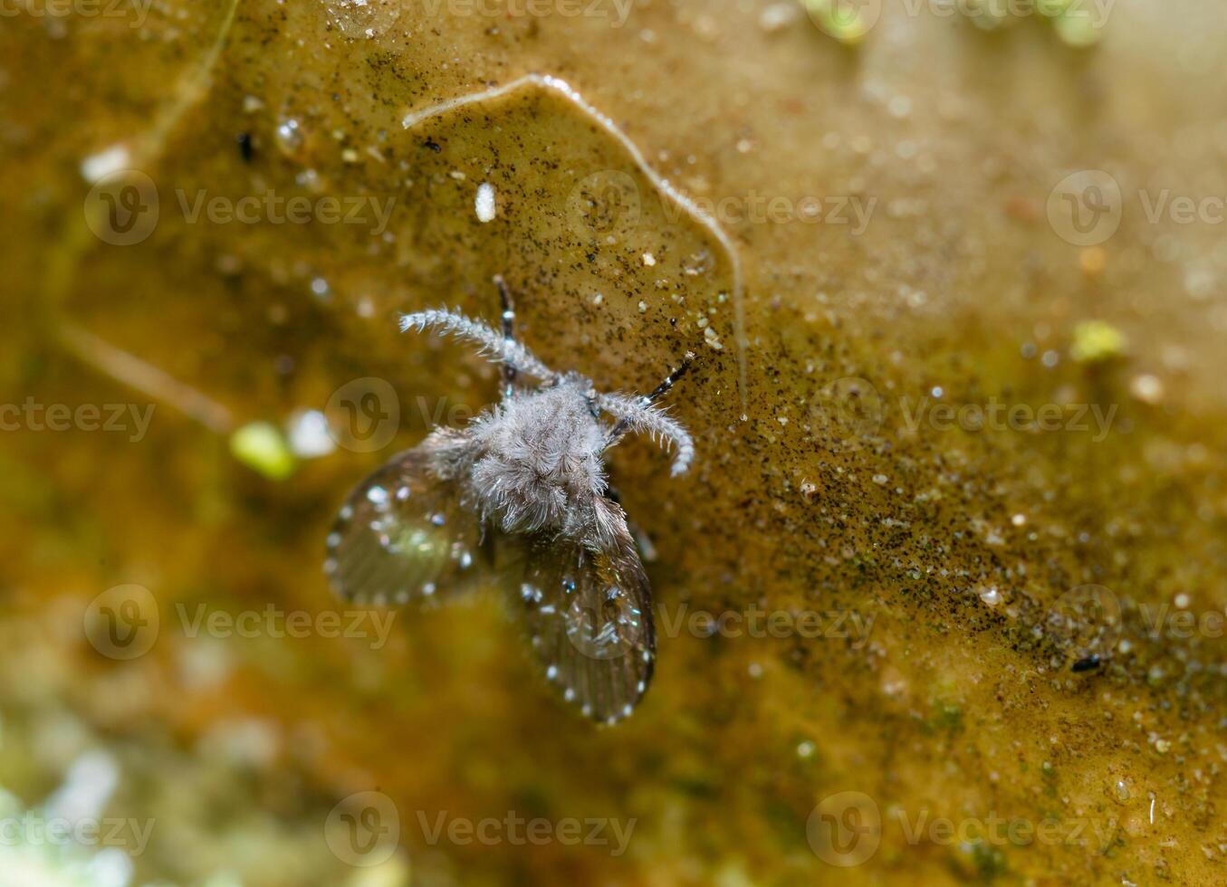Clogmia sp. - small fly with fluffy wings and long mustache. photo