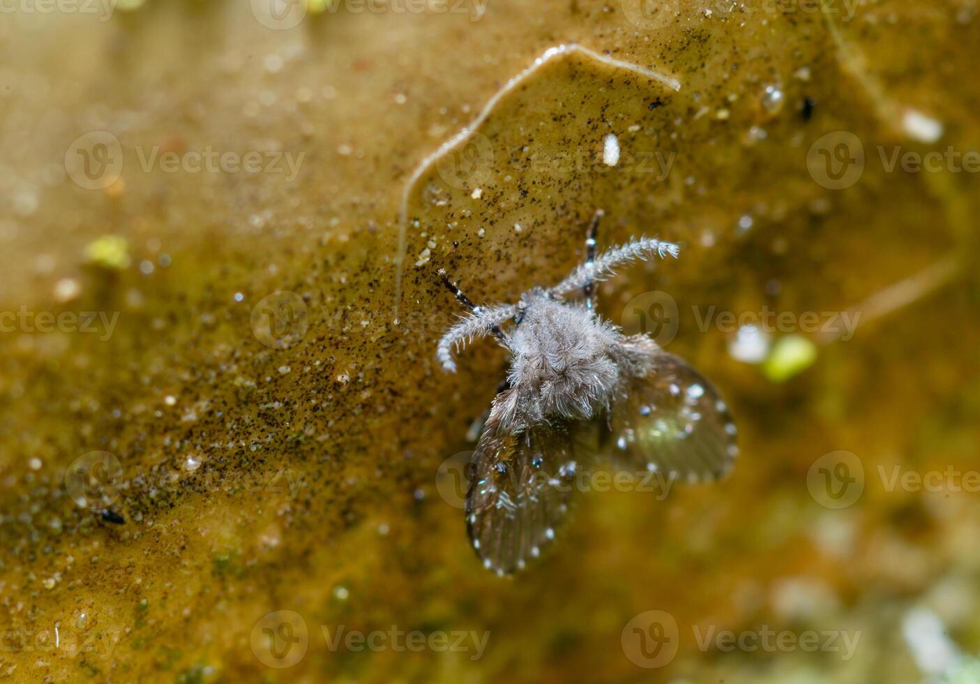 Clogmia sp. - small fly with fluffy wings and long mustache. photo