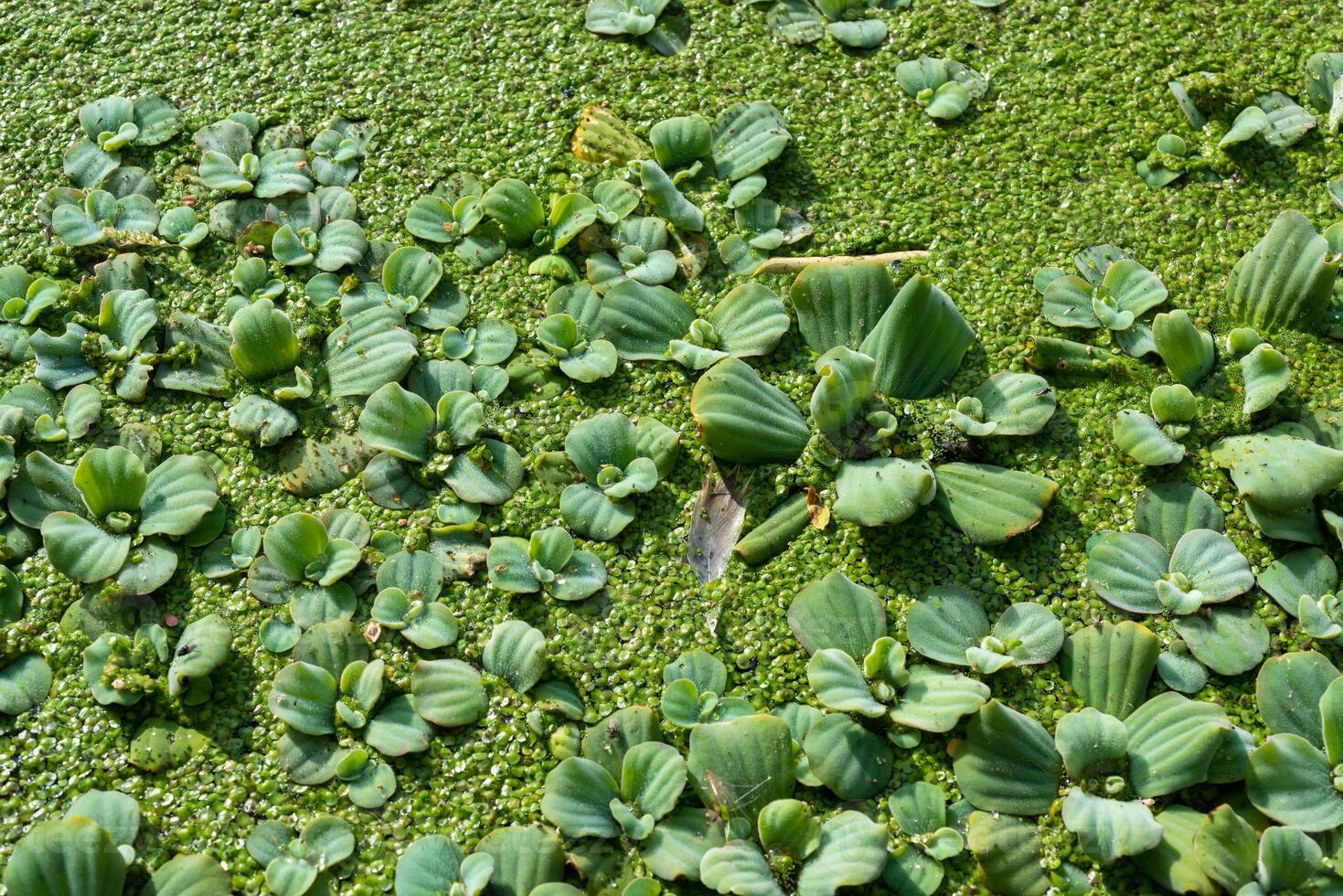 Tropical Pistia in a lake completely overgrown with duckweed and Wolffia in Odessa photo