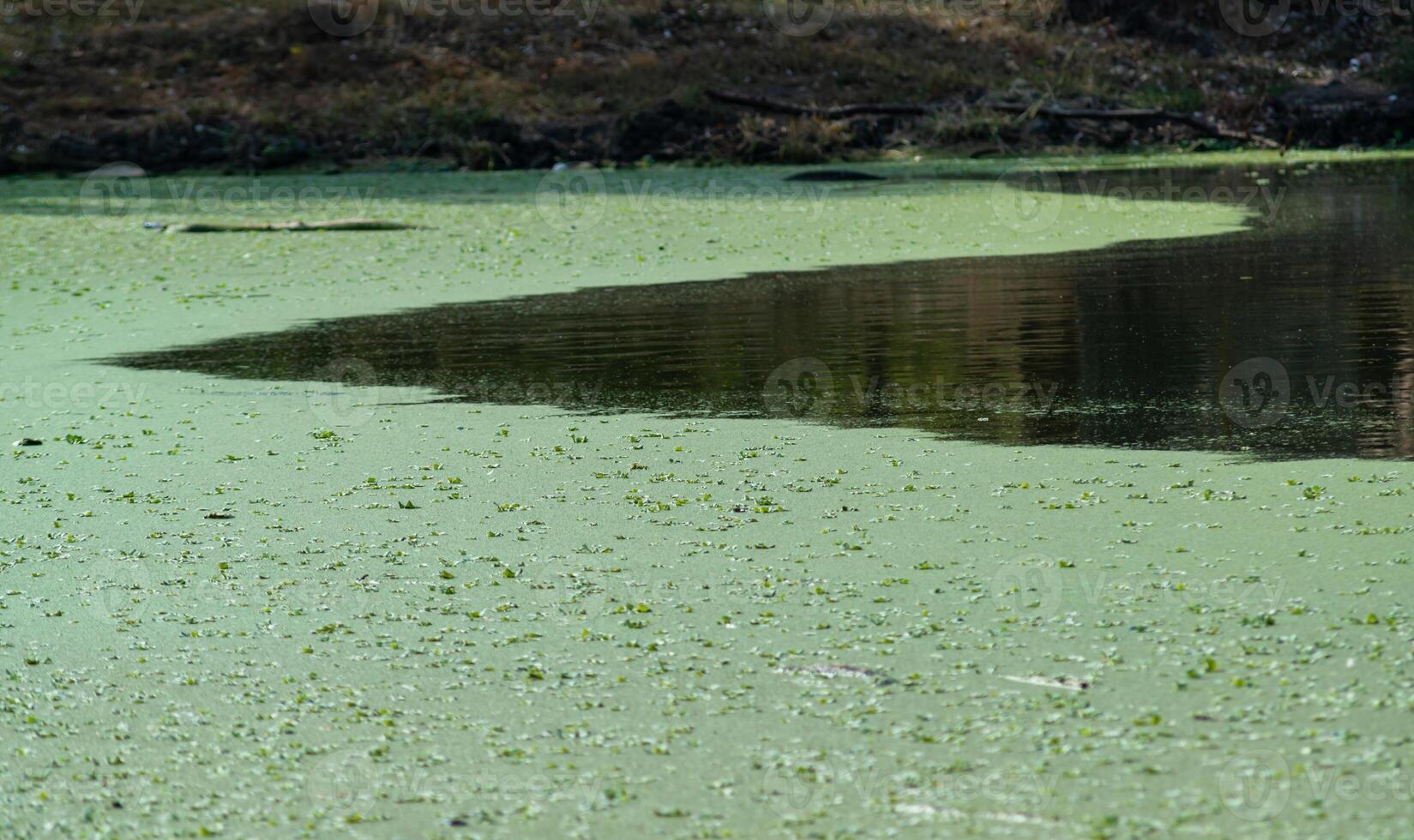 pond overgrown with aquatic plants Piscia and duckweed Lemna turionifera and Wolffia arrhiza photo