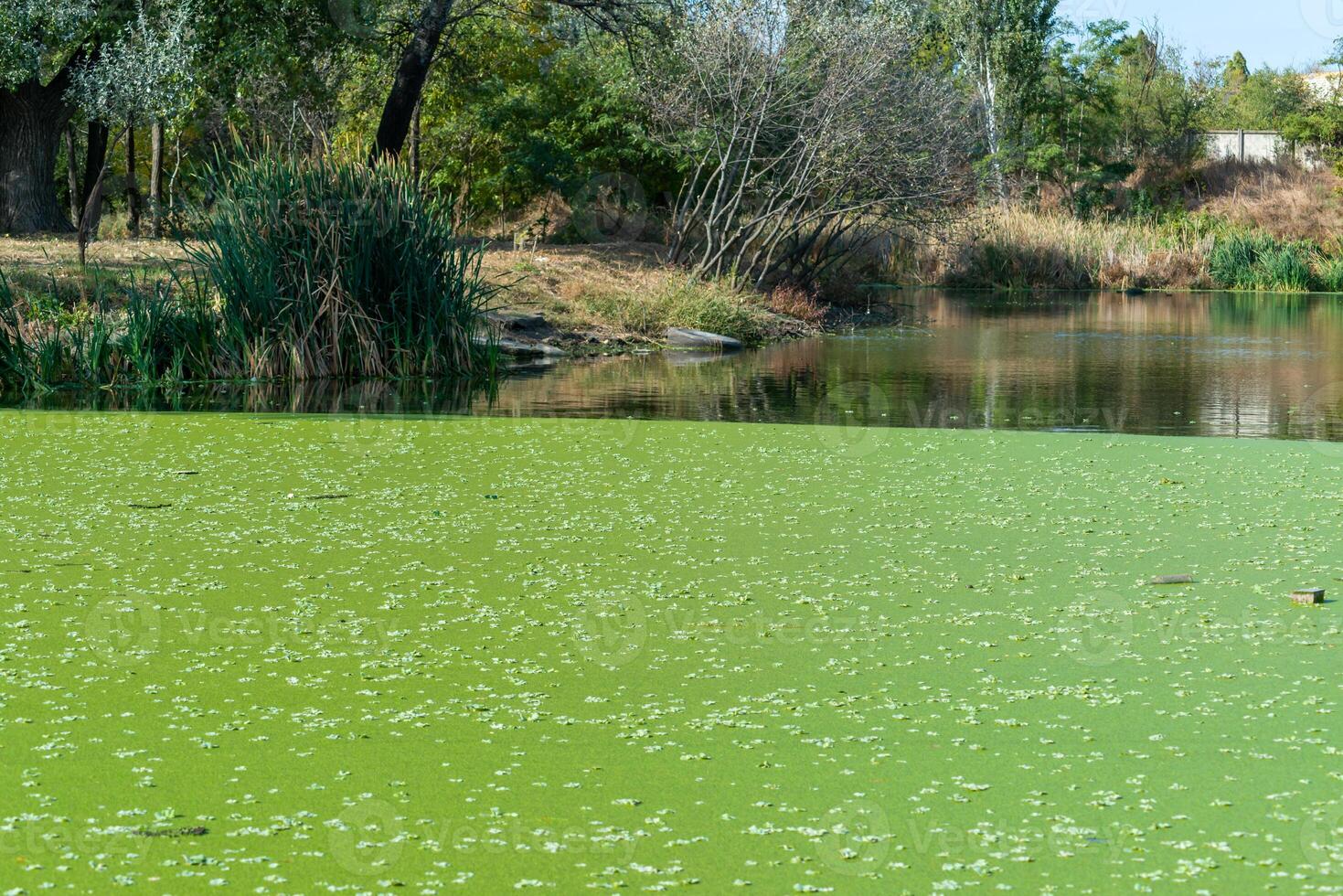 pond overgrown with aquatic plants Piscia and duckweed Lemna turionifera and Wolffia arrhiza photo