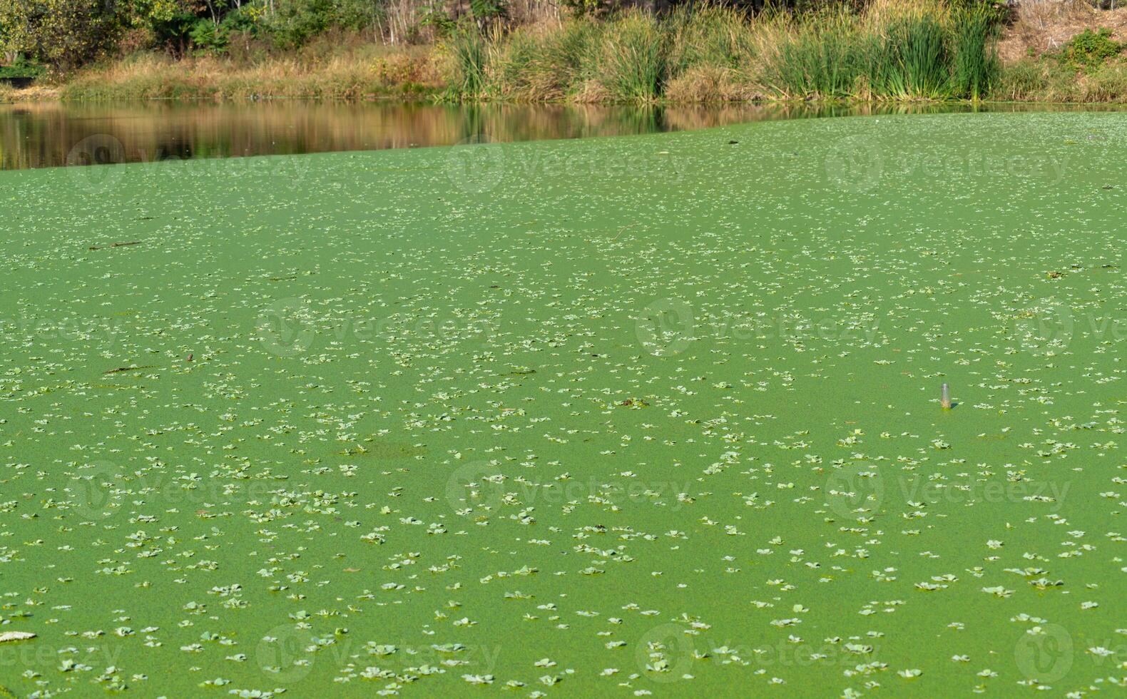 pond overgrown with aquatic plants Piscia and duckweed Lemna turionifera and Wolffia arrhiza photo