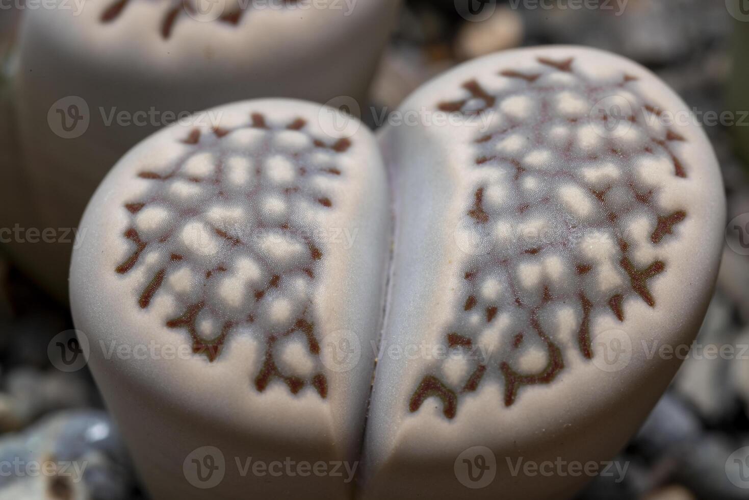 Mesembs Lithops bromfeldii var. mennellii South African plant from Namibia in the botanical collection photo