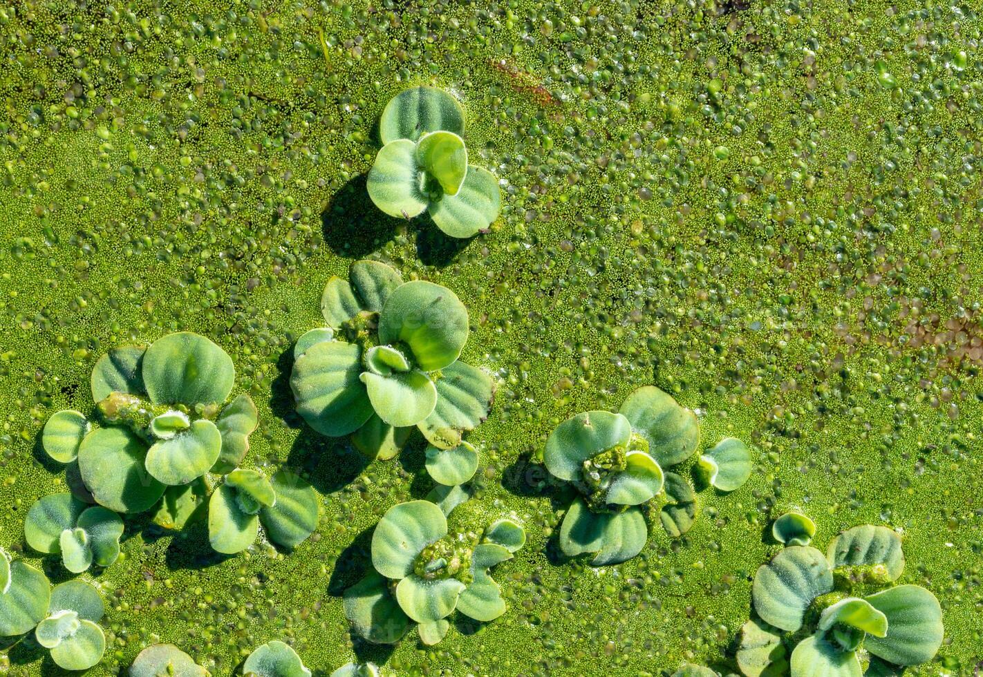 Pistia stratiotes - swims among aquatic plants rootless duckweed Wolffia arrhiza and duckweed Lemna turionifera, pond photo