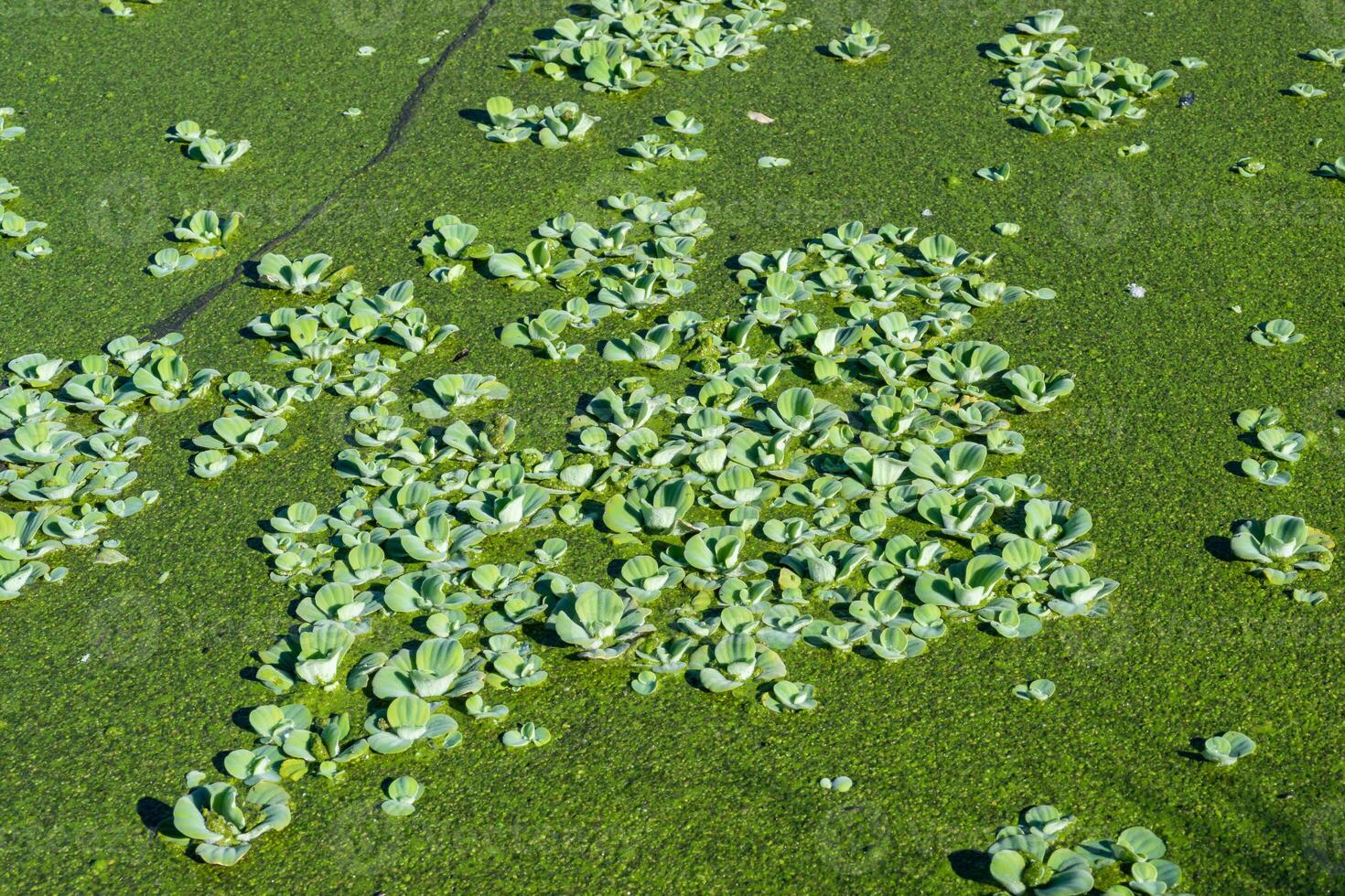 Pistia stratiotes - swims among aquatic plants rootless duckweed Wolffia arrhiza and duckweed Lemna turionifera, pond photo