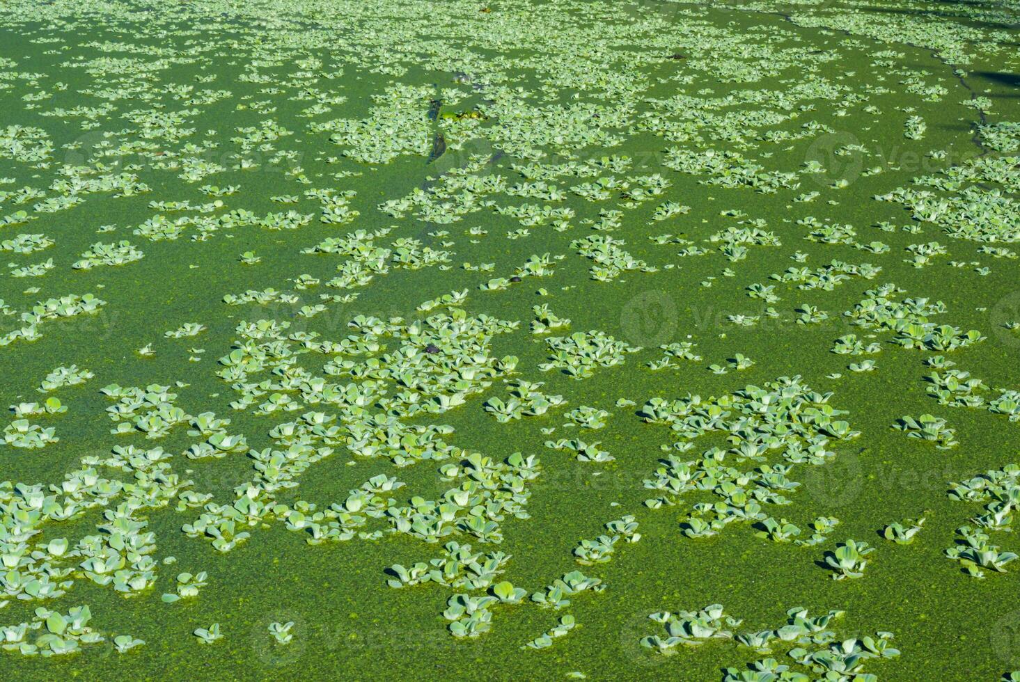 Pistia stratiotes - swims among aquatic plants rootless duckweed Wolffia arrhiza and duckweed Lemna turionifera, pond photo