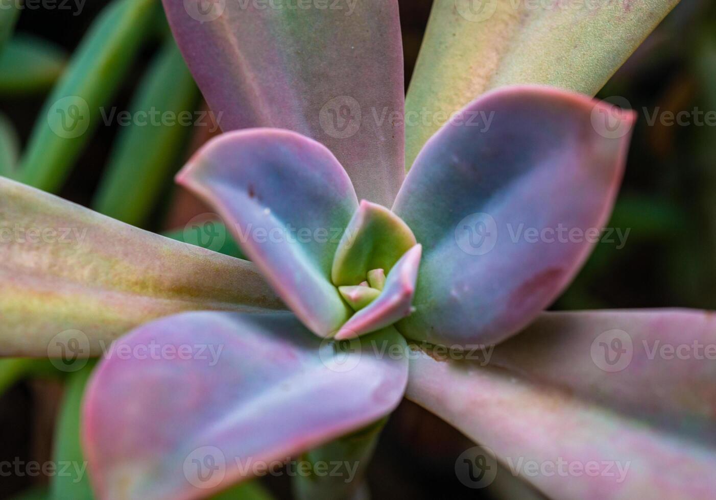 Close-up, succulent leaves of a succulent plant Echeveria sp. in a botanical collection photo