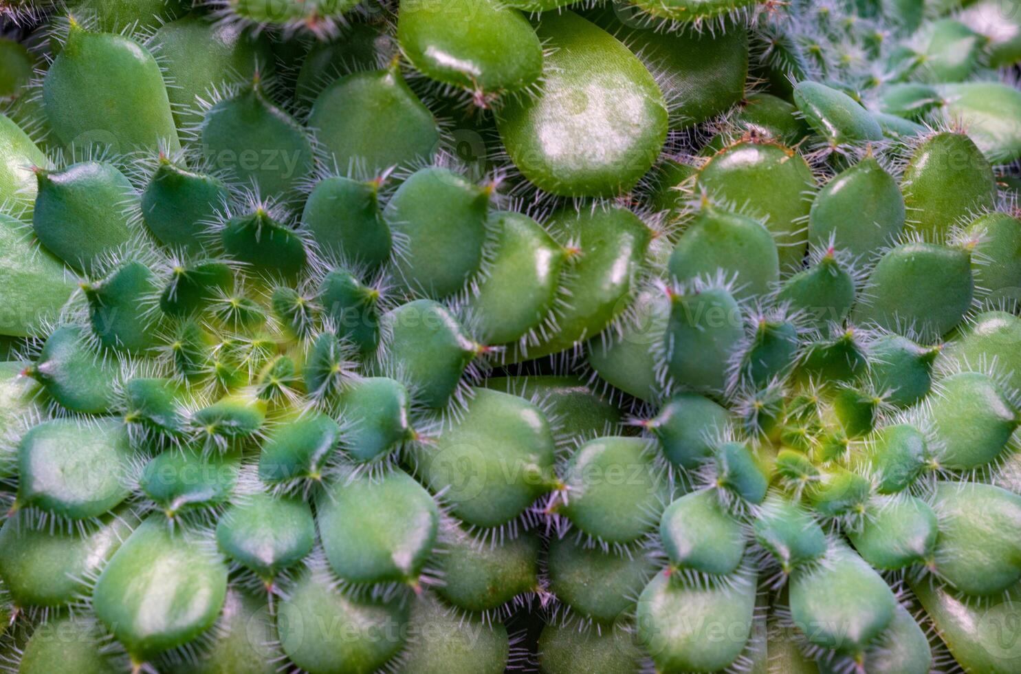 Close-up, succulent leaves of a succulent plant Echeveria sp. in a botanical collection photo