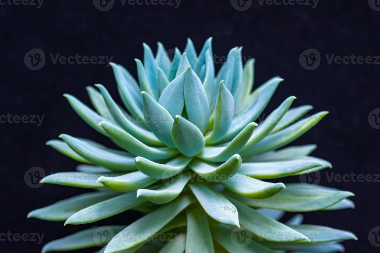 Close-up, succulent leaves of a succulent plant Echeveria sp., Sedeveria sp. in a botanical collection photo