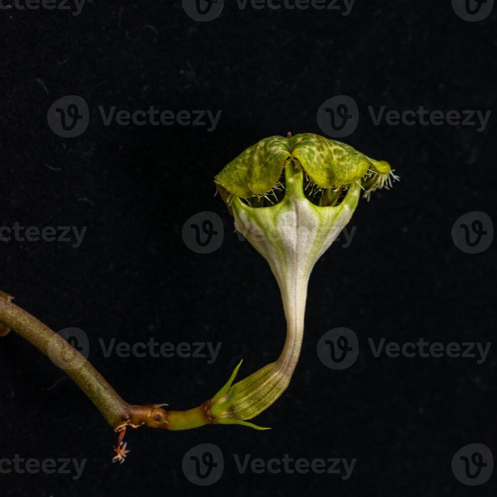 The original flower of the dangling Ceropegia sp. plant in the botanical collection photo
