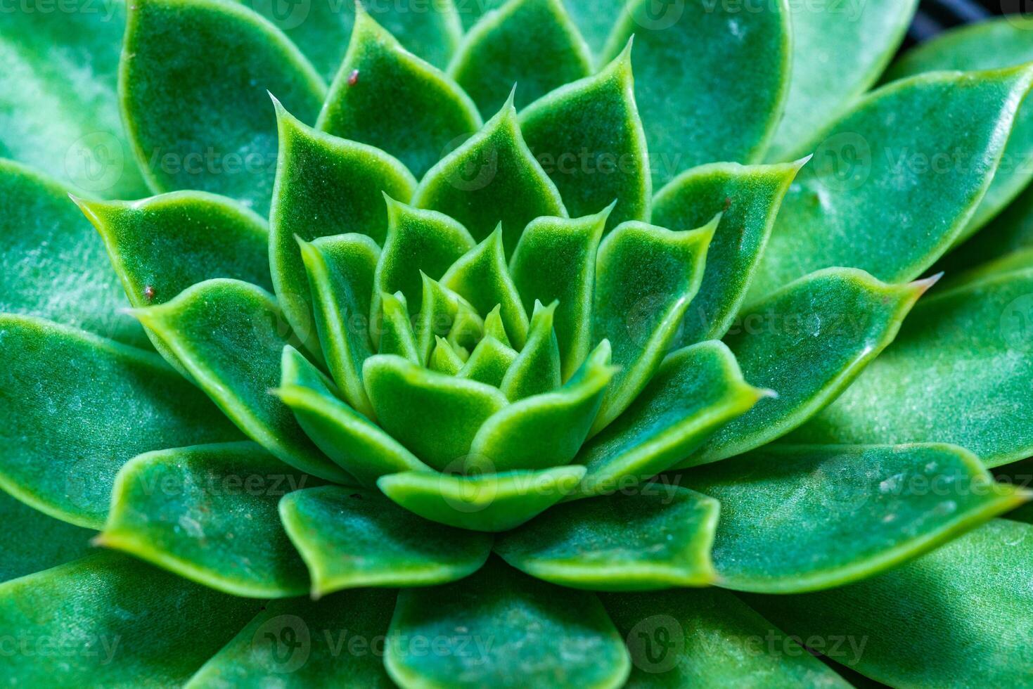 Close-up, succulent leaves of a succulent plant Echeveria sp. in a botanical collection photo