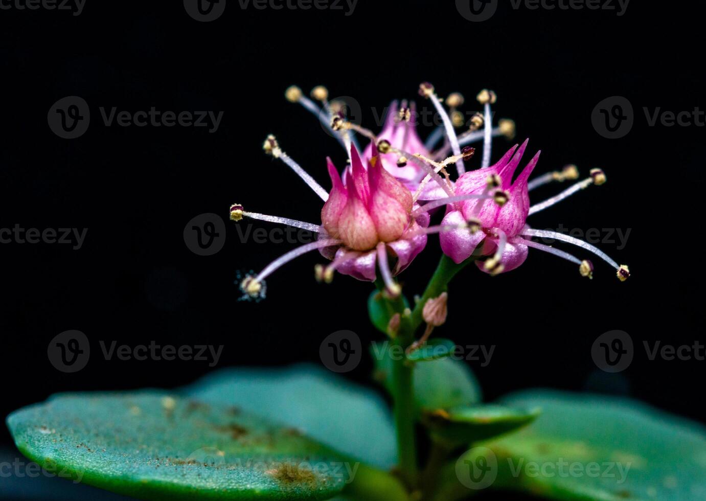 Sedum sieboldii - succulent plant with thick, succulent leaves that store water photo