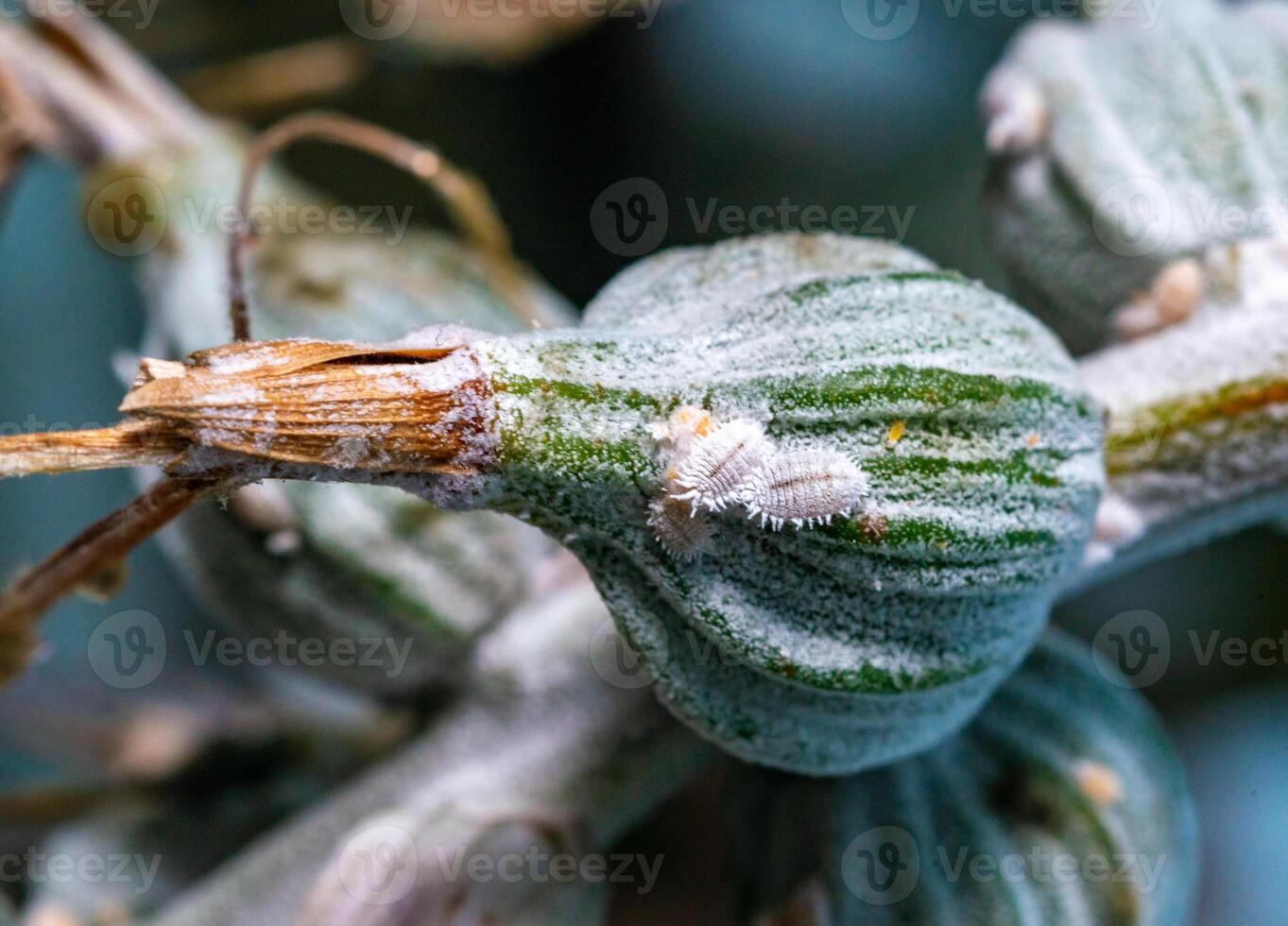 Mealybug - parasitic sucking insects on a flower of a tropical plant photo
