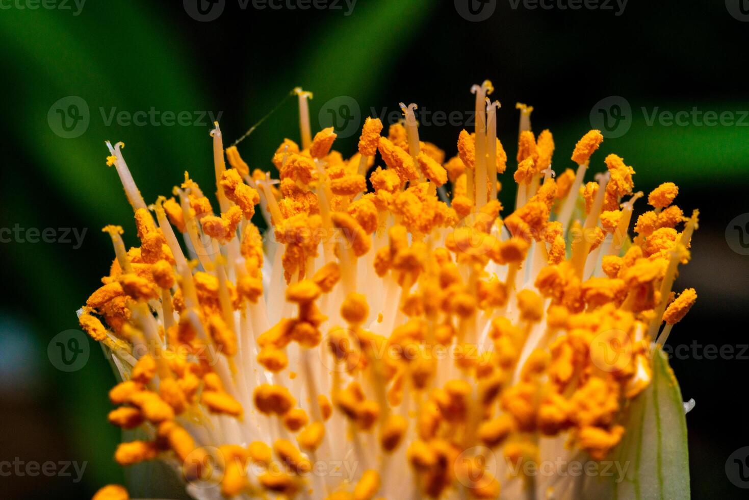 Haemanthus albiflos - flower bud with bright yellow stamens photo