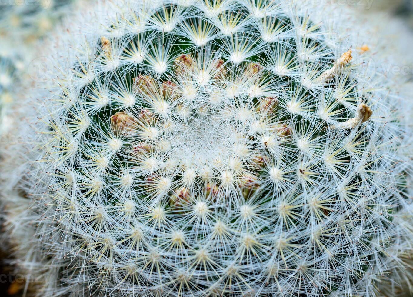 Mammillaria sp., close-up of a cactus blooming with pink flowers in spring photo