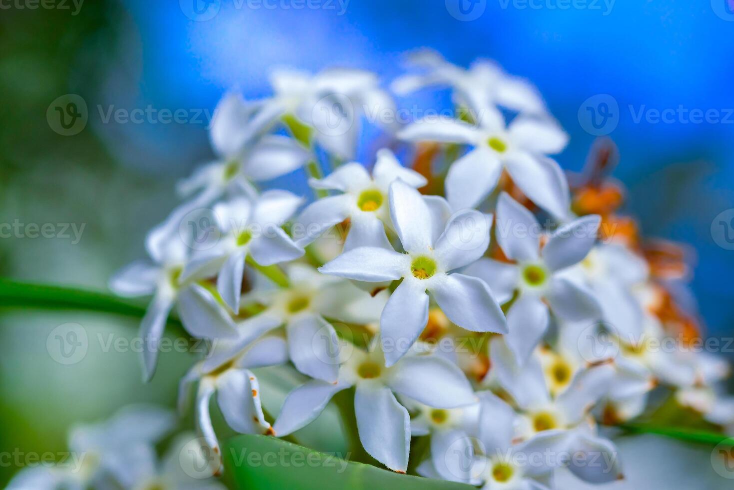 Acokanthera schimperi - inflorescence with white flowers of a tropical plant from the collection of a botanical garden photo