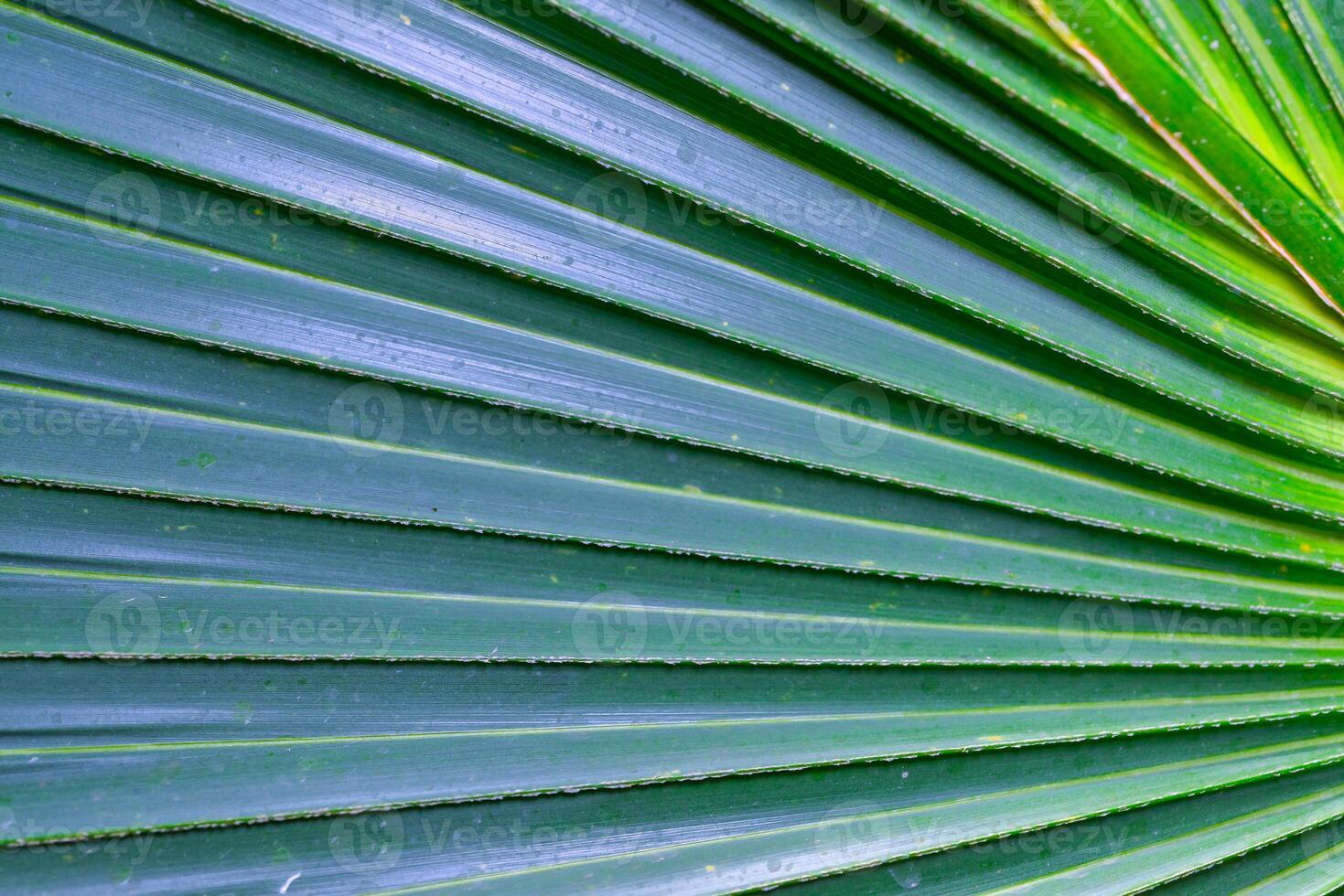 Striped texture of green palm leaf, natural background photo