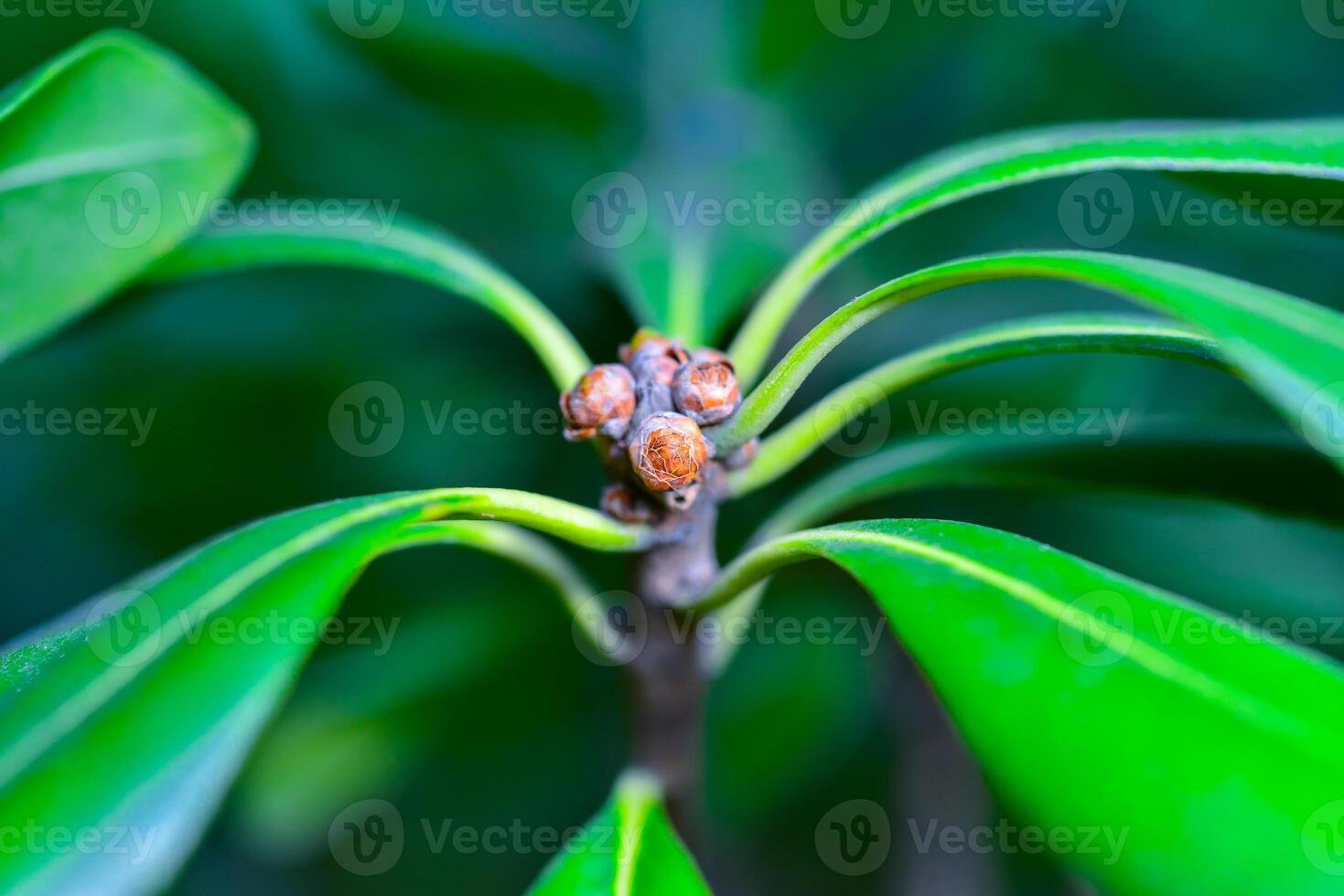 Pittosporum sp. - Close-up of flower buds on top of a plant photo