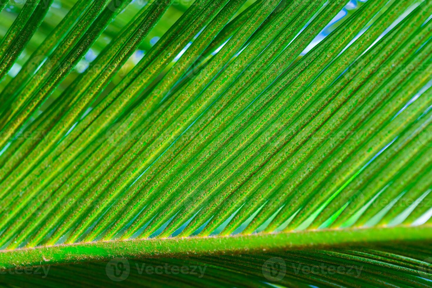 Close-up, Striped texture of green Cycas circinalis leaf photo