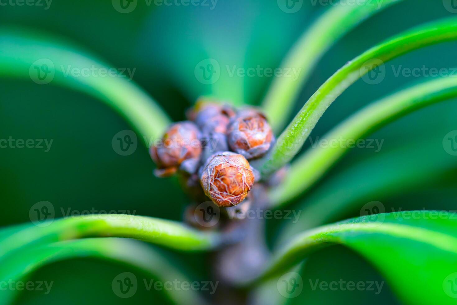 Pittosporum sp. - Close-up of flower buds on top of a plant photo