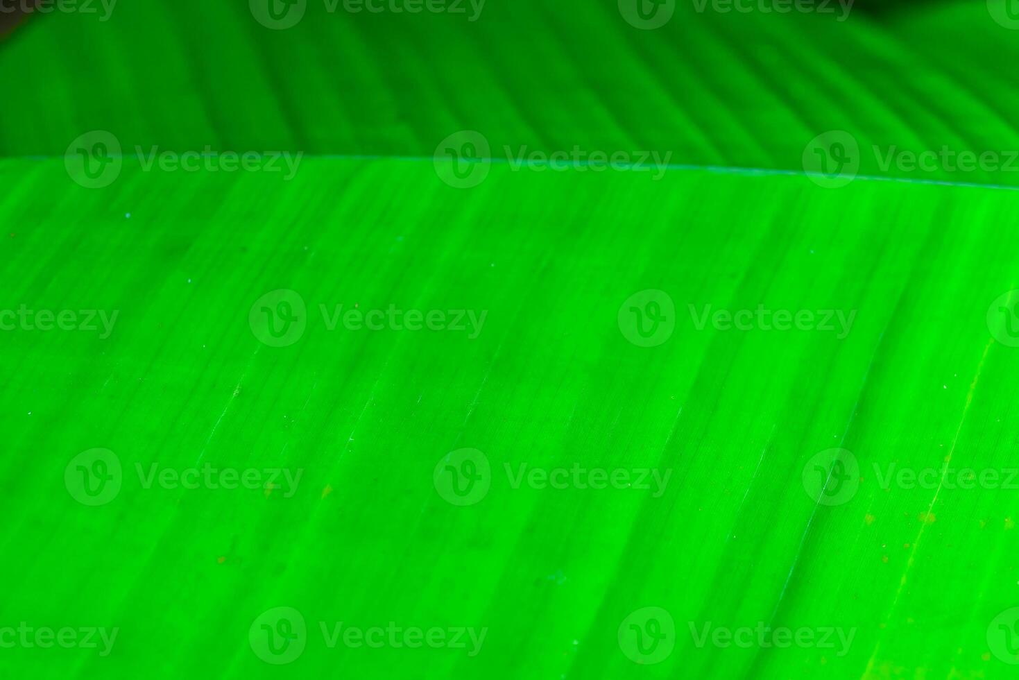 Striped texture of green palm leaf, natural background, botanical garden photo