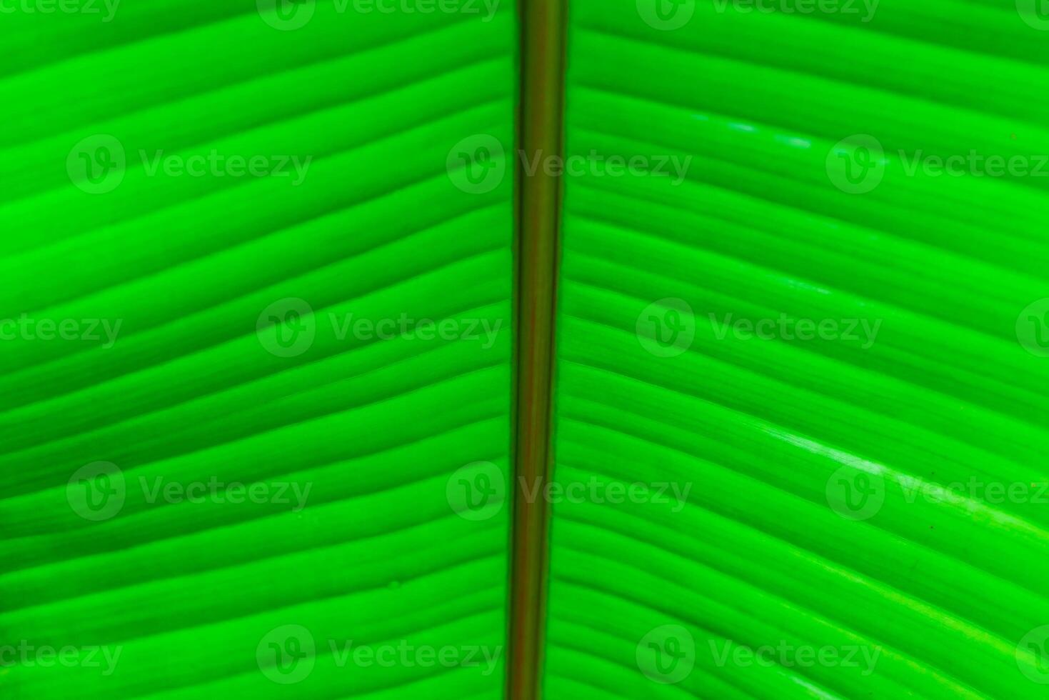 Striped texture of green palm leaf, natural background, botanical garden photo