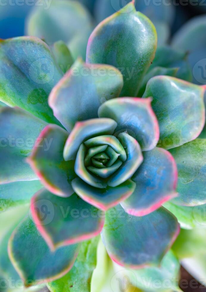 Close-up, succulent leaves of a succulent plant Echeveria sp. in a botanical garden collection photo