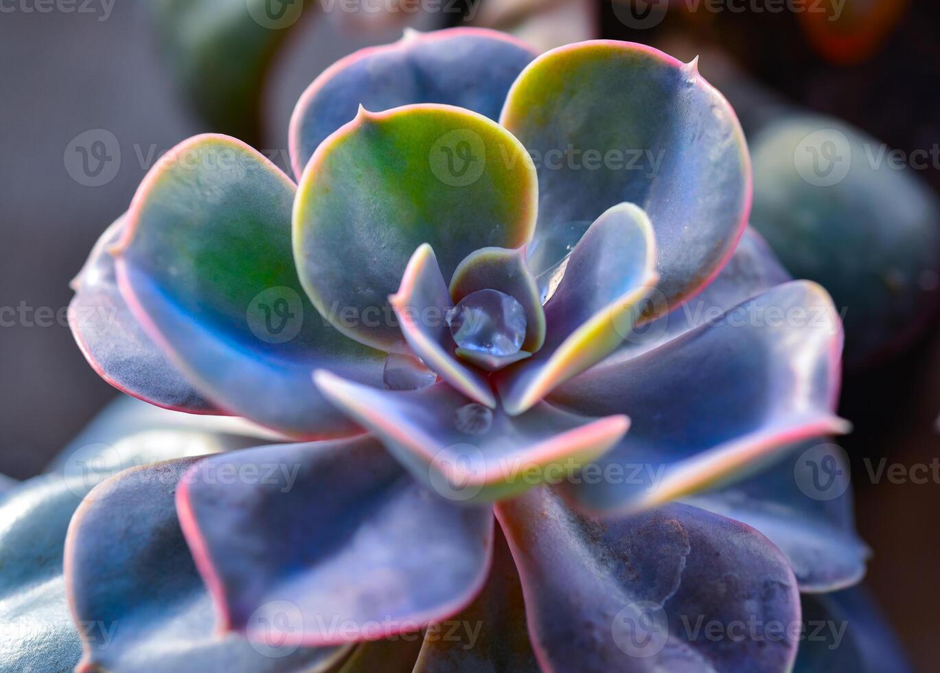Close-up, succulent leaves of a succulent plant Echeveria sp. in a botanical garden collection photo