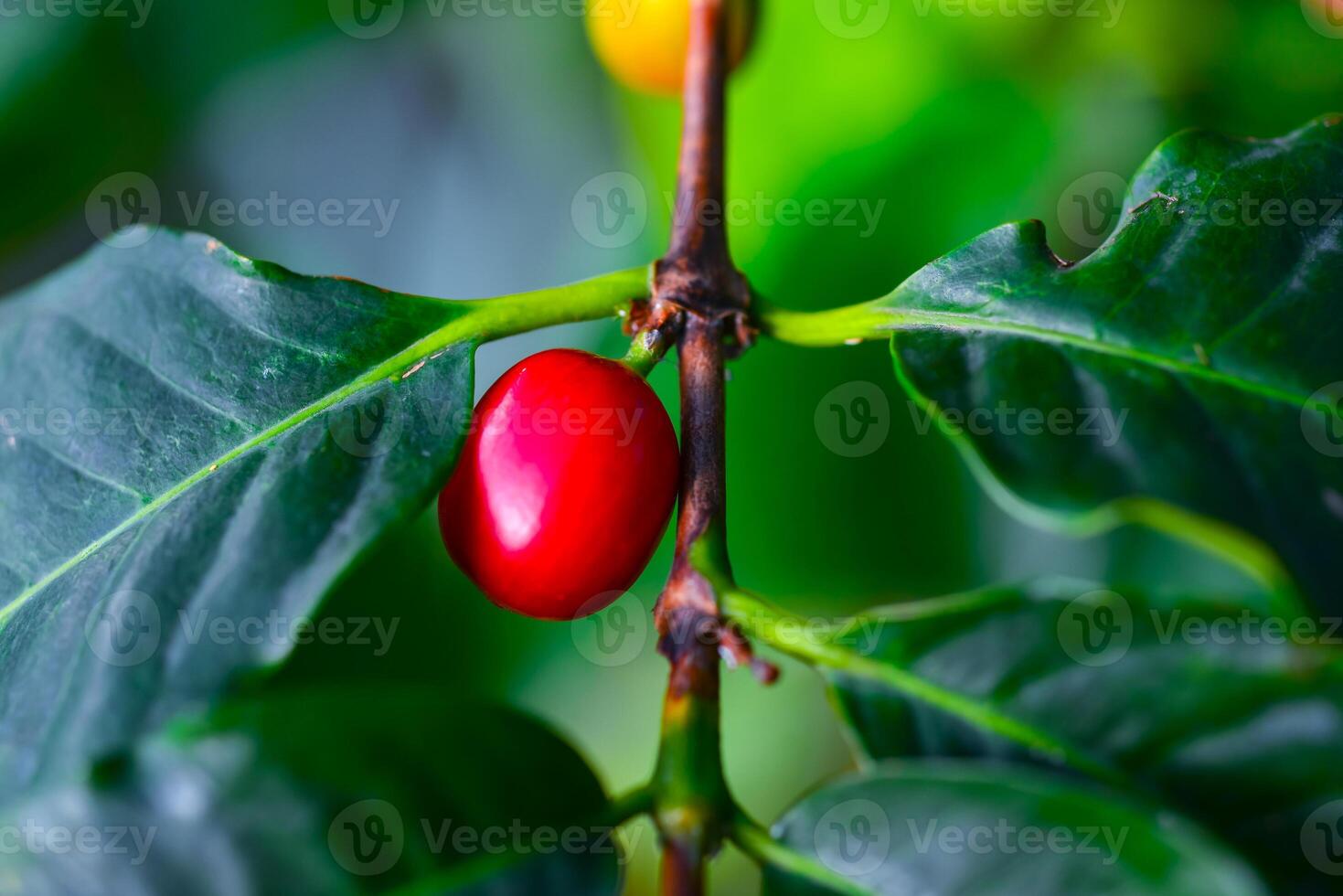 Close-up of a red fruit of a coffee tree in a botanical garden, Odessa photo