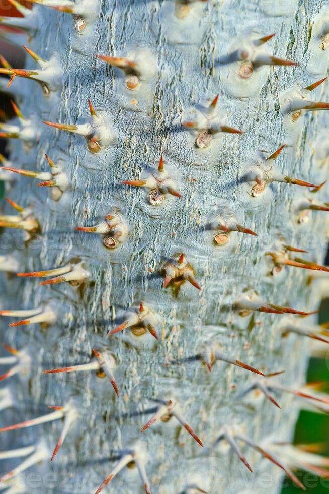 The thorny trunk of the tropical plant Pachypodium sp. in the greenhouse photo