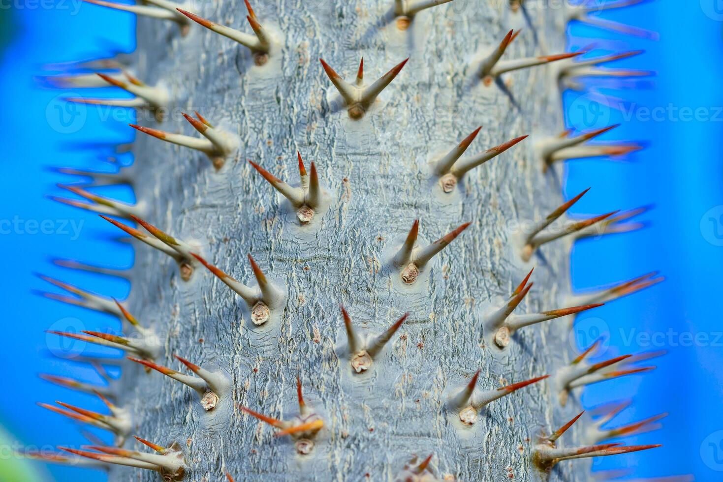The thorny trunk of the tropical plant Pachypodium sp. in the greenhouse photo