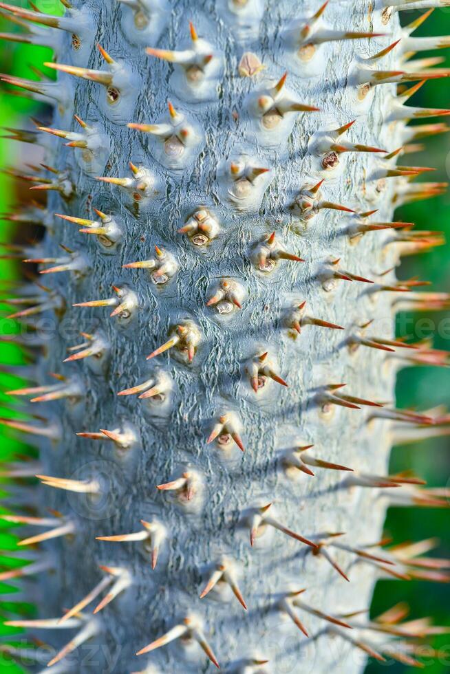 The thorny trunk of the tropical plant Pachypodium sp. in the greenhouse photo