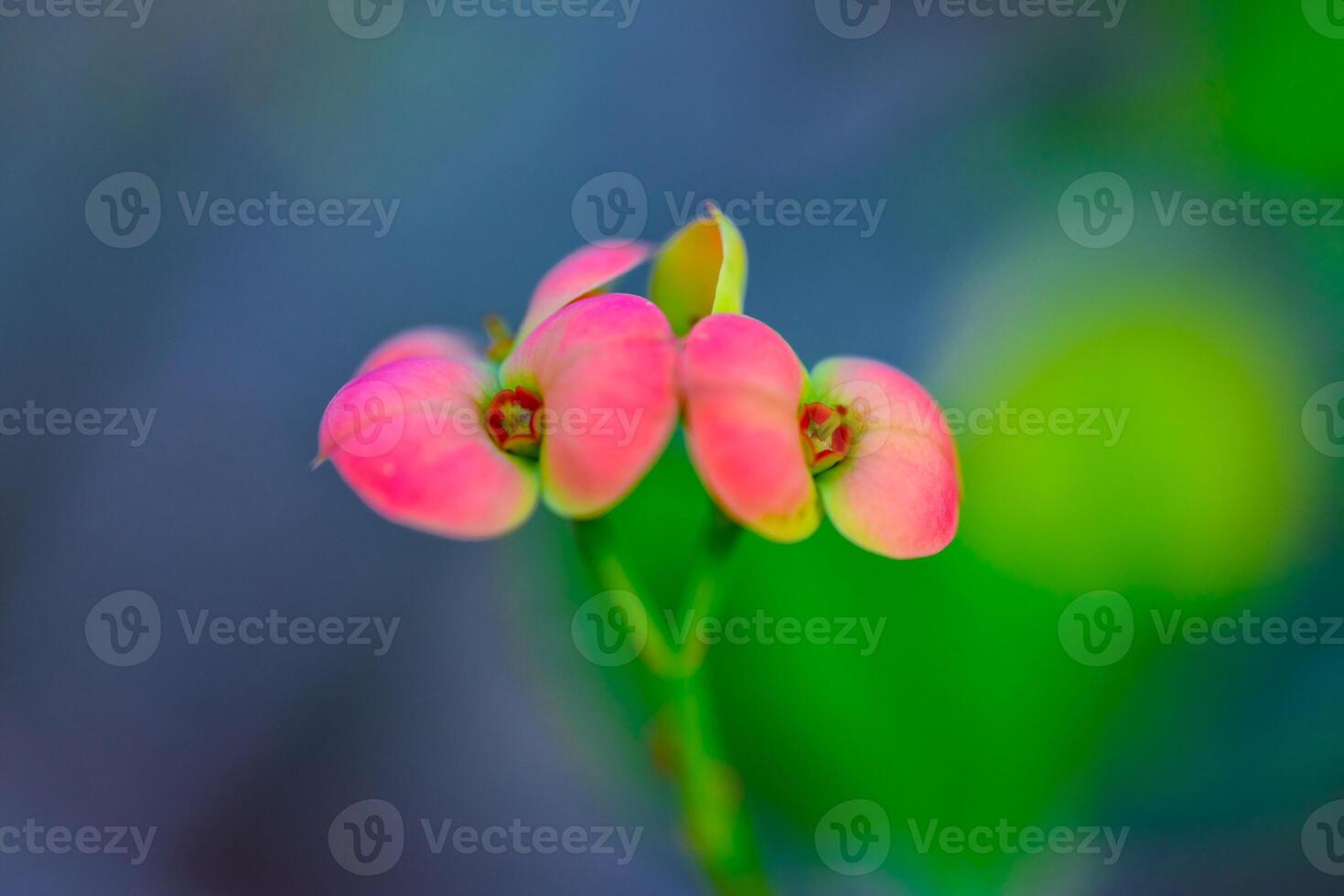 Euphorbia milii -also known as the crown of thorns, Christ plant, A flowering plant photo