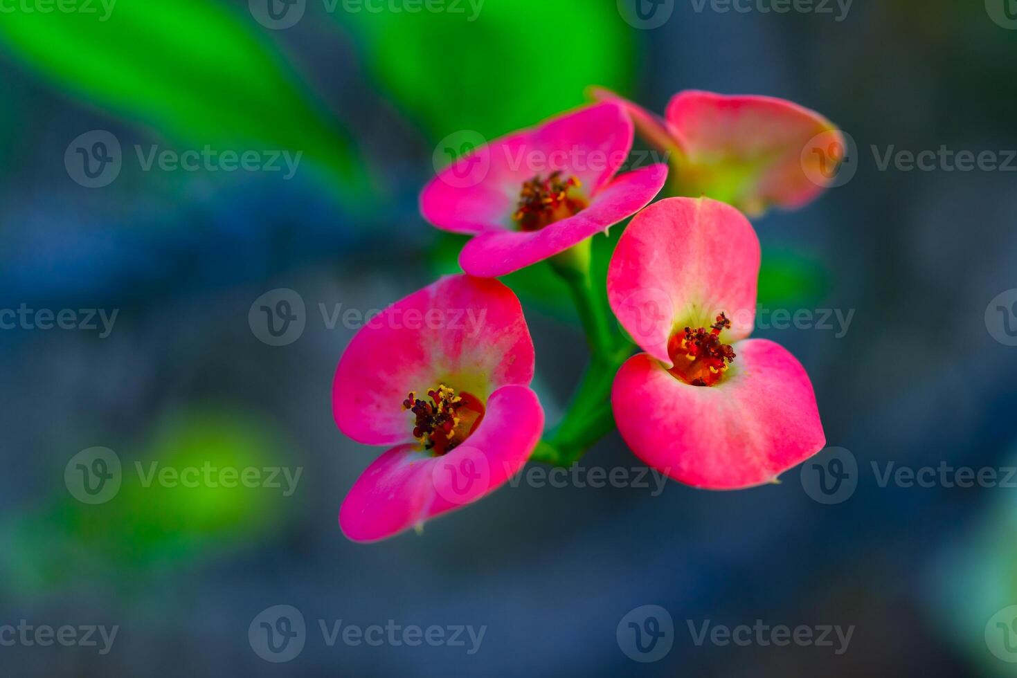 Euphorbia milii -also known as the crown of thorns, Christ plant, A flowering plant photo