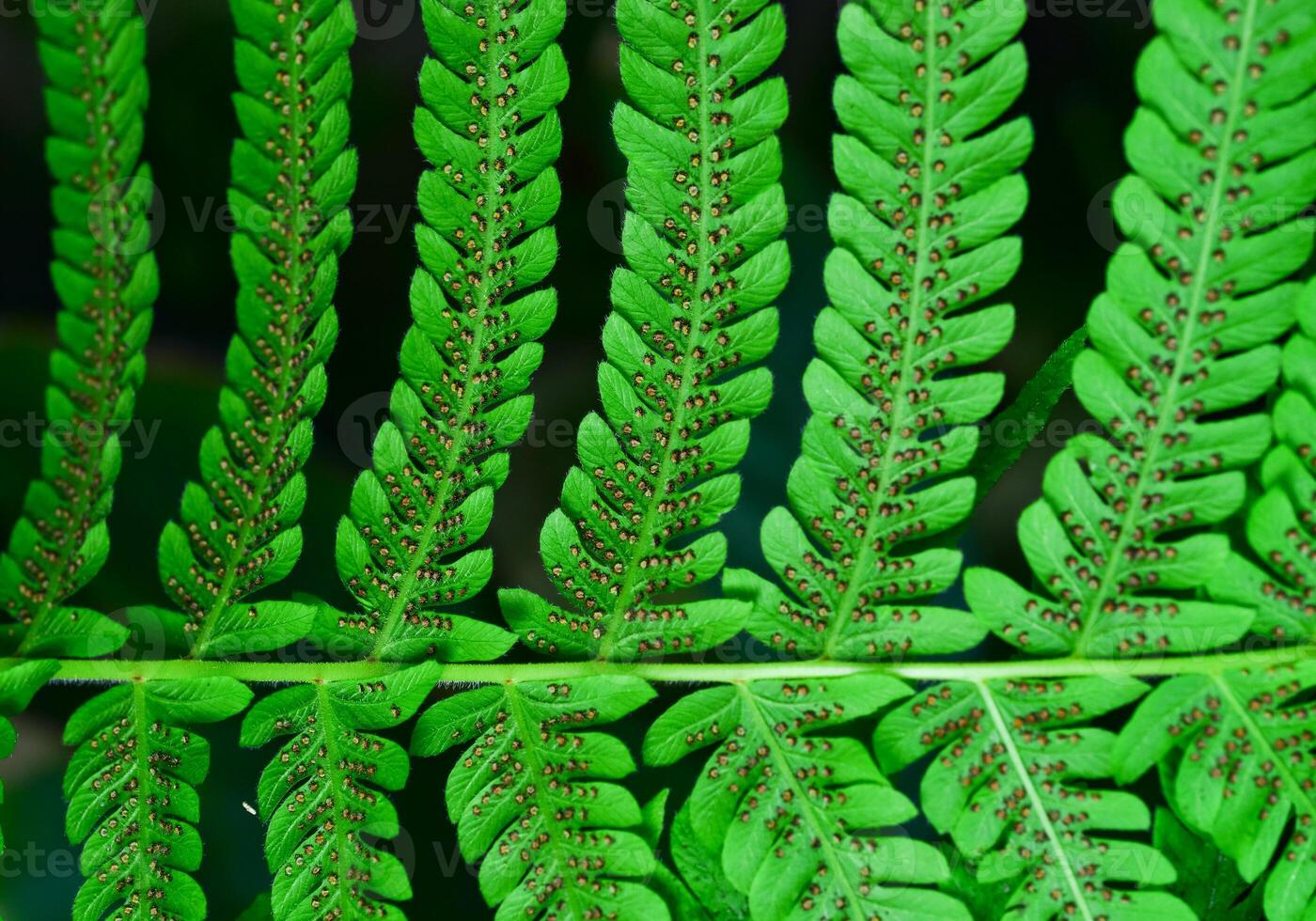Close-up, green leaf of bracken fern, botanical garden Ukraine photo