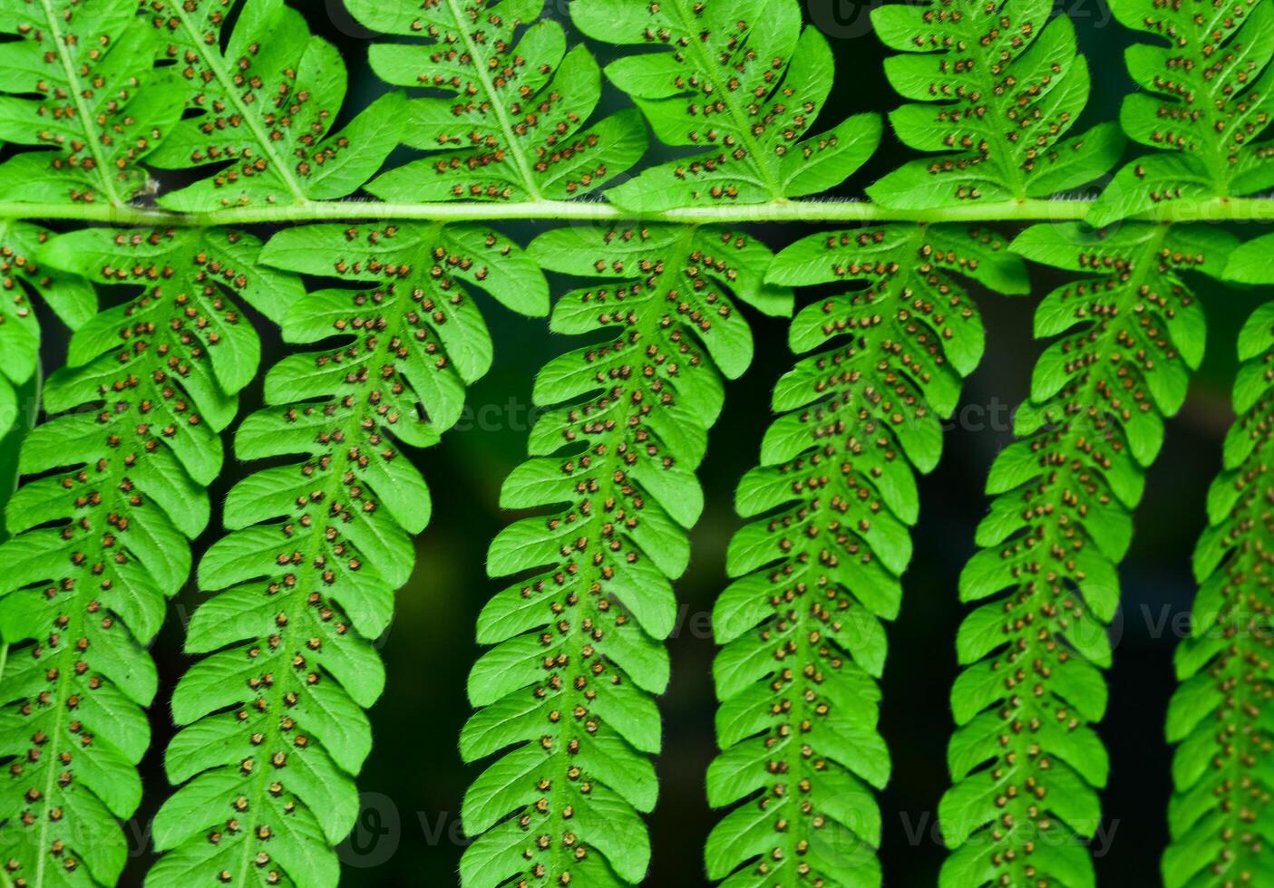 Close-up, green leaf of bracken fern, botanical garden Ukraine photo