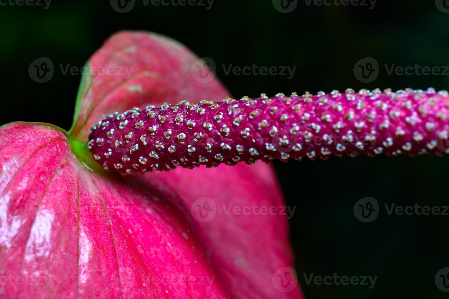 Anthurium tropical plant blooming with red flowers, close-up photo