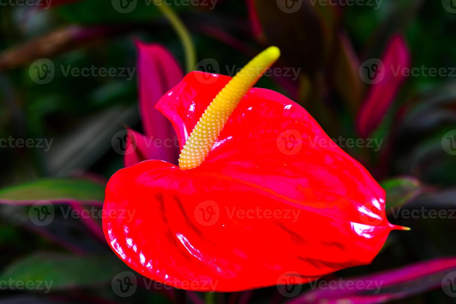 Anthurium tropical plant blooming with red flowers, close-up photo