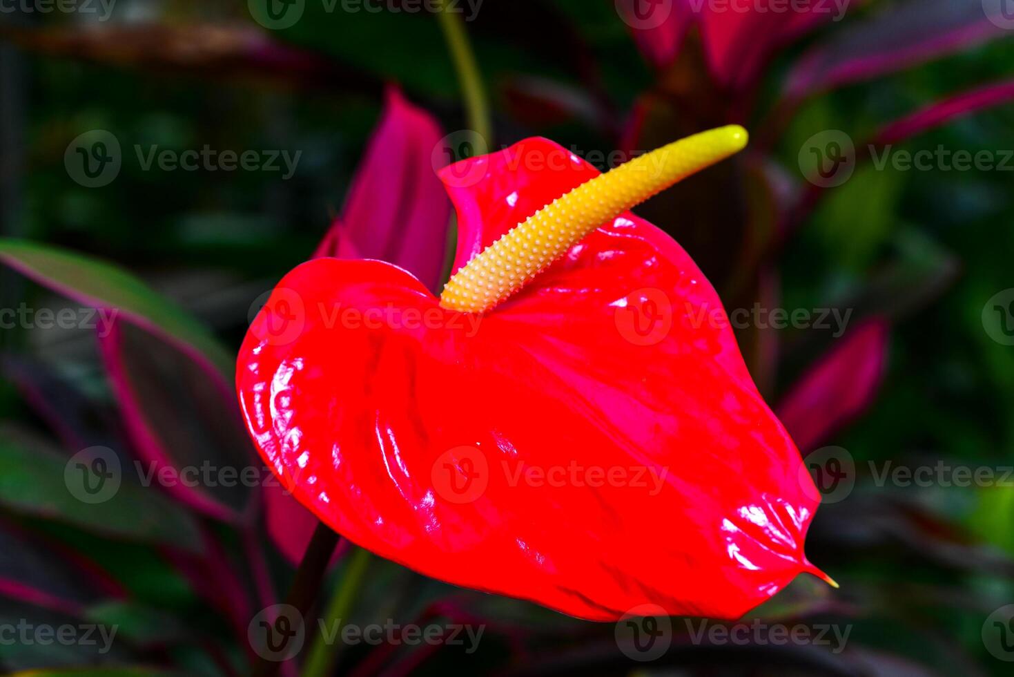 Anthurium tropical plant blooming with red flowers, close-up photo