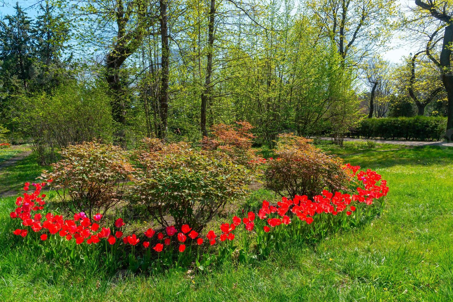 Red tulips blooming in spring in the garden, botanical garden in Odessa photo