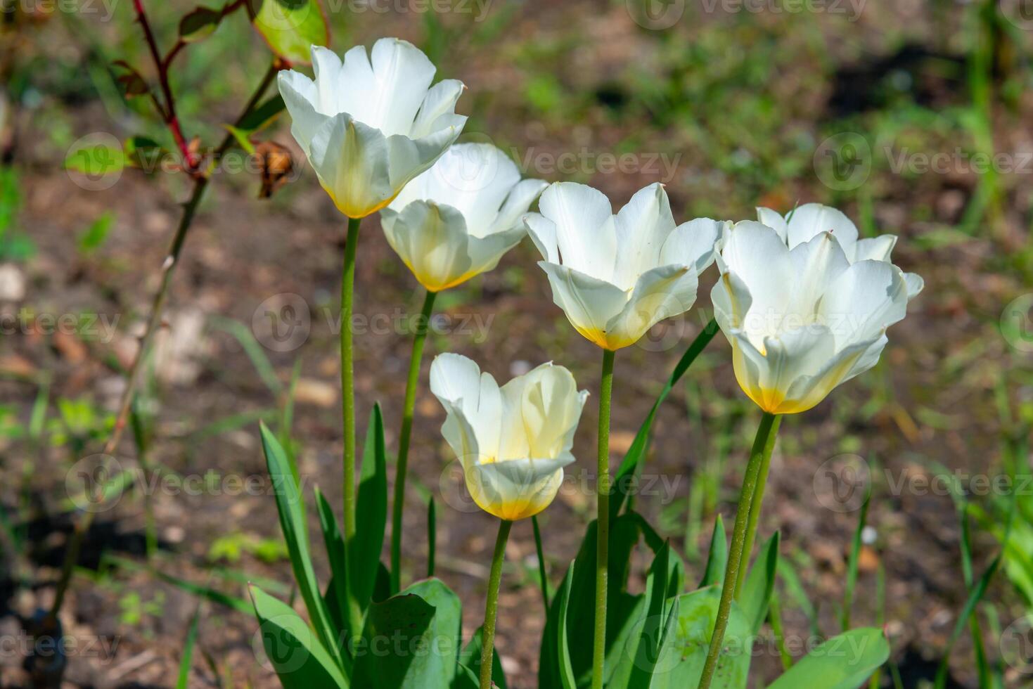 White tulips blooming in spring in the garden, botanical garden in Odessa photo