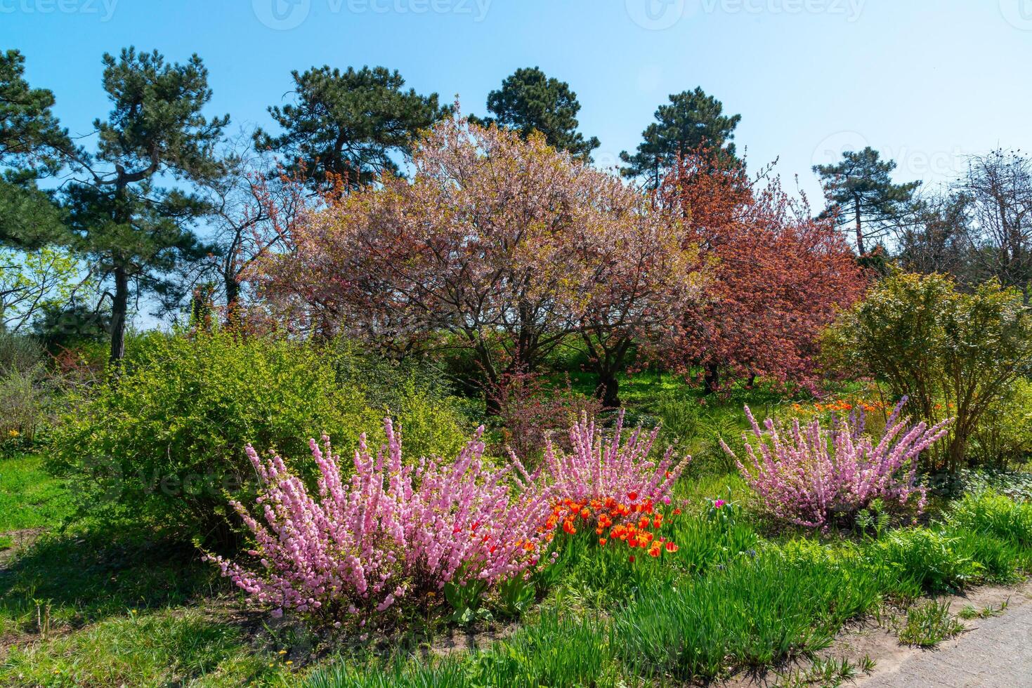 Sometimes called flowering plum or flowering almond Prunus triloba photo