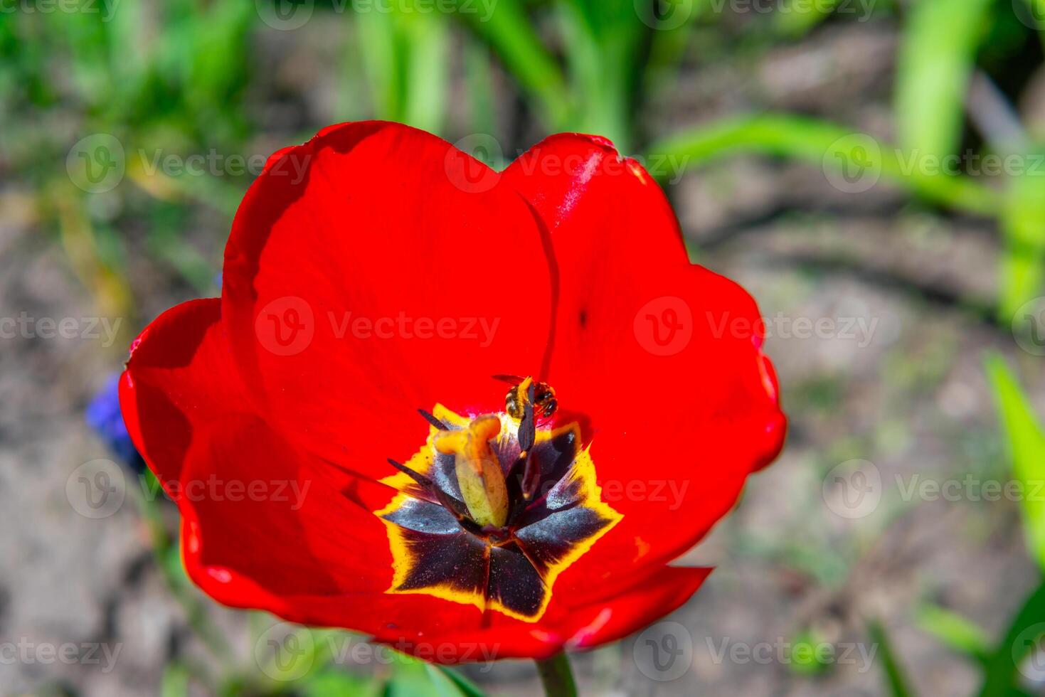Close-up, Red tulips blooming in spring in the garden, botanical garden in Odessa photo