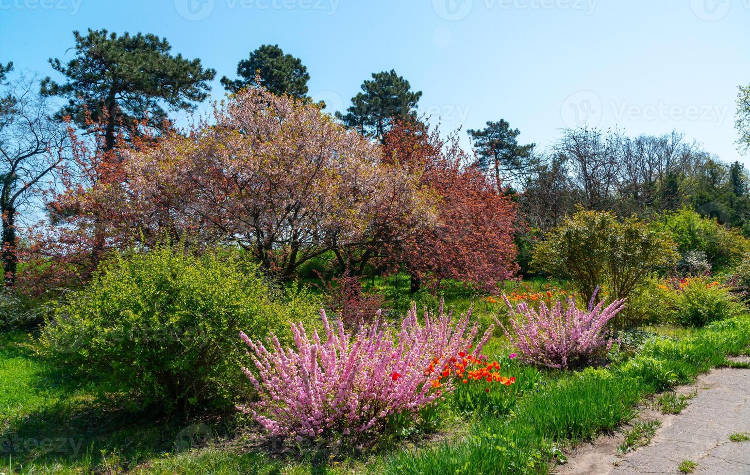 Sometimes called flowering plum or flowering almond Prunus triloba photo