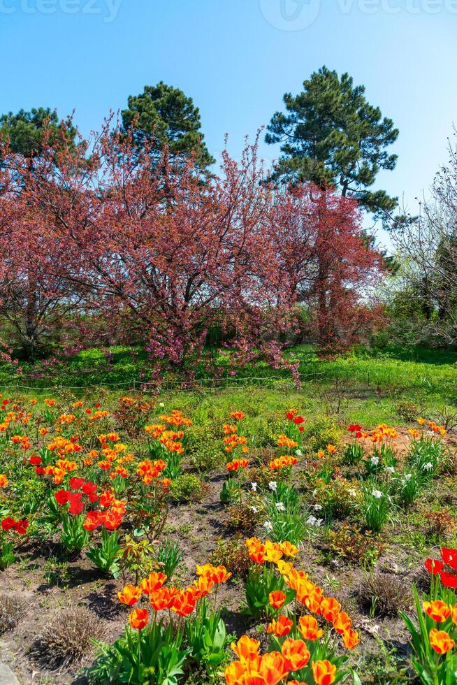 Japanese flowering cherry tree, Blooming sakura tree in the botanical garden photo