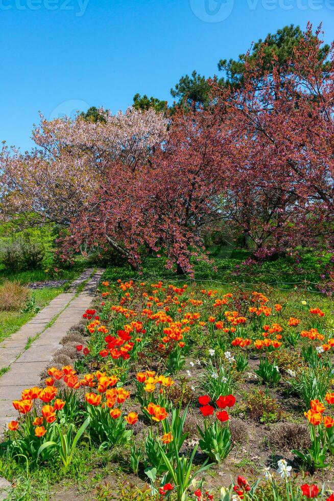 Japanese flowering cherry tree, Blooming sakura tree in the botanical garden photo
