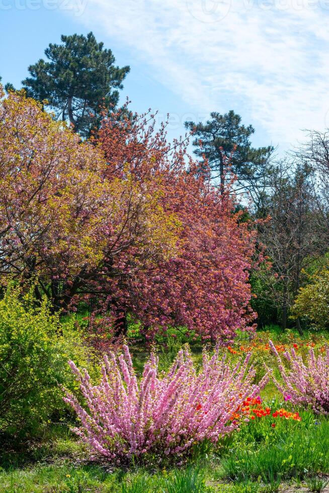 Sometimes called flowering plum or flowering almond Prunus triloba photo